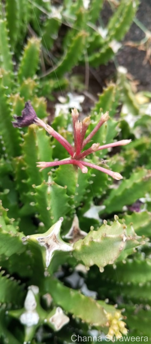 Boucerosia umbellata (Haw.) Wight & Arn.